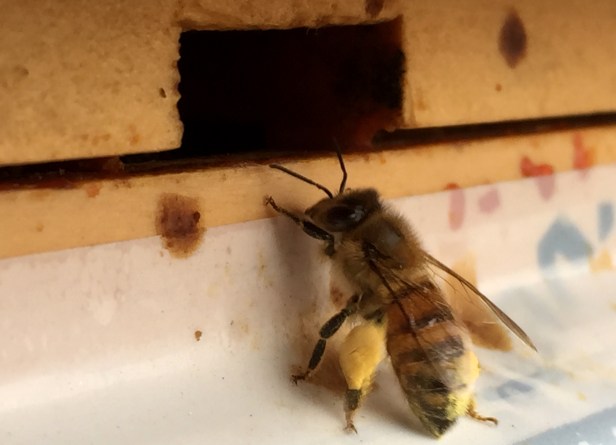 Honeybee returning with plenty of pollen
