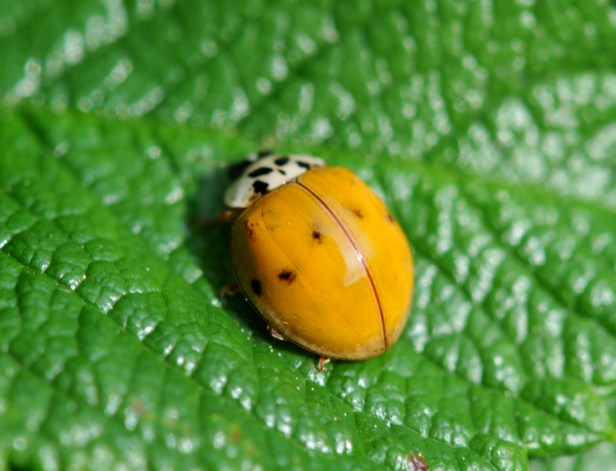 This one hardly has any spots. 