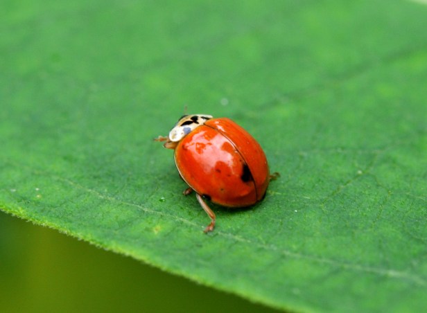 Another orange with a hint of red.