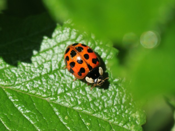Bright orange with plenty of spots