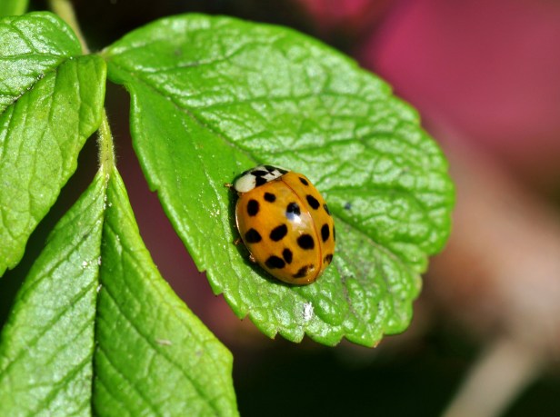 This one with dark yellow and a hint of orange