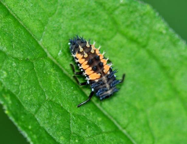 Ladybug larva on rose leaf