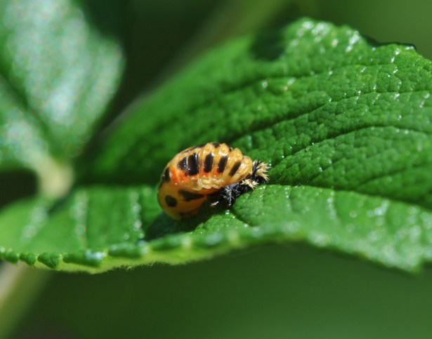 After enough eating garden pests, they pupate.