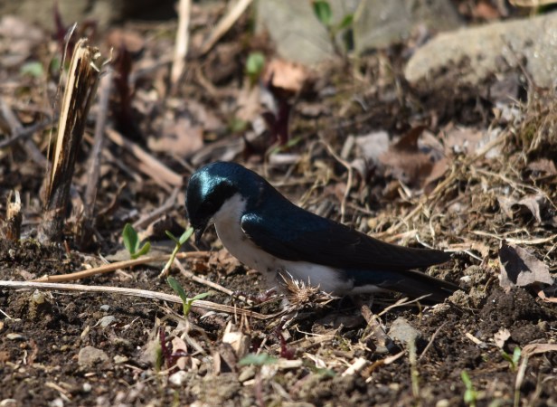 Choosing nest materials