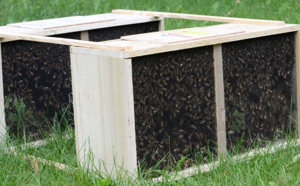 Two packages of bees.  This is how they were shipped.