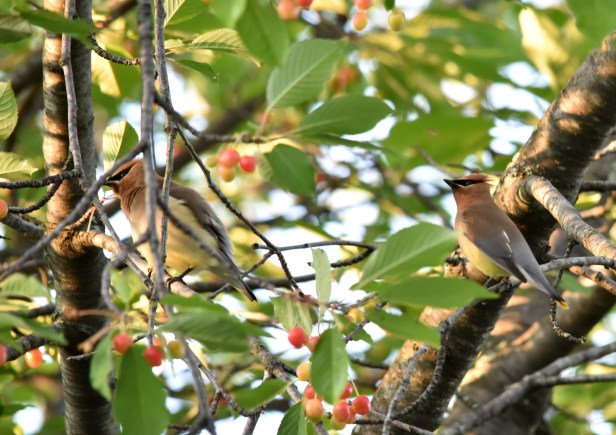 A pair of Cedar Waxwing on cherry tree