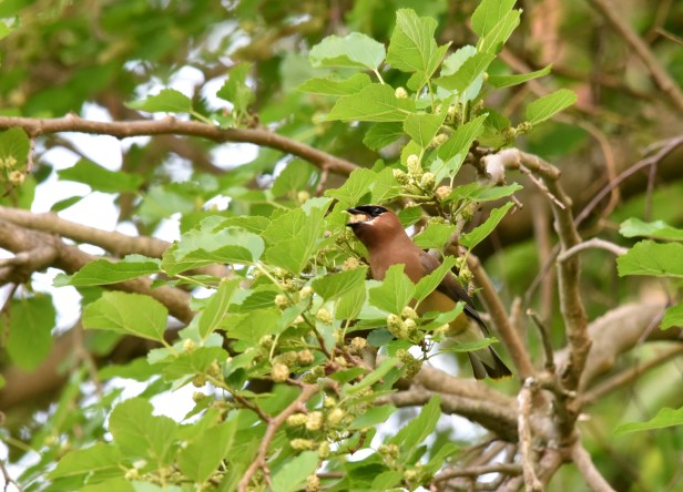 Cedar Waxwing (Bombycilla cedrorum) enjoying white mulberry