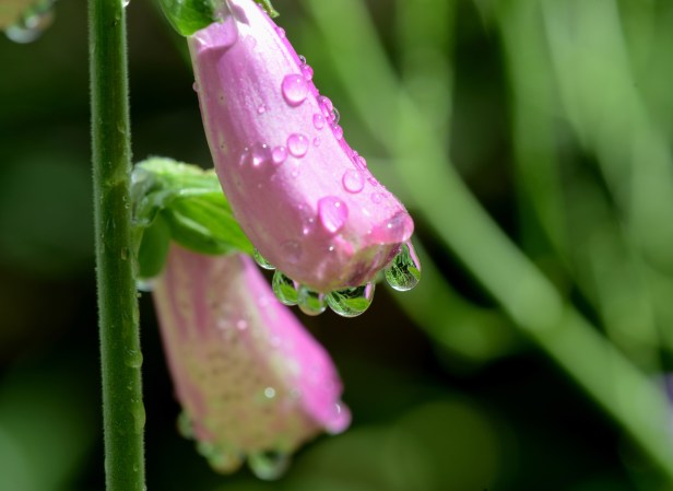 Foxglove