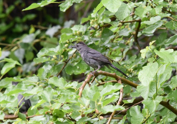 A wet Gray Catbird (Dumetella carolinensis) looking for a ripe mulberry