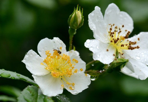 Rose 'Himalayan Alba'