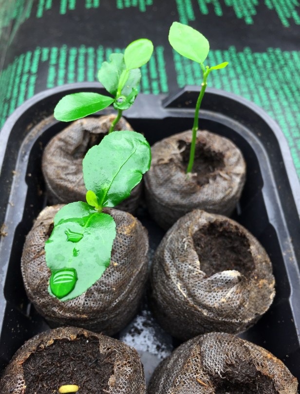 Two month old Kaffir limes I germinated this year