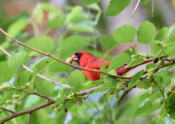 Northern Cardinal (Cardinalis cardinalis) looks more like a Christmas ornament among green leaves