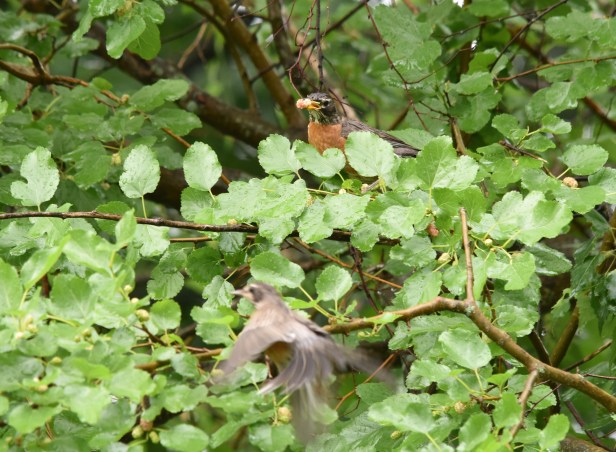 American Robin (Turdus migrators) also joins the feast