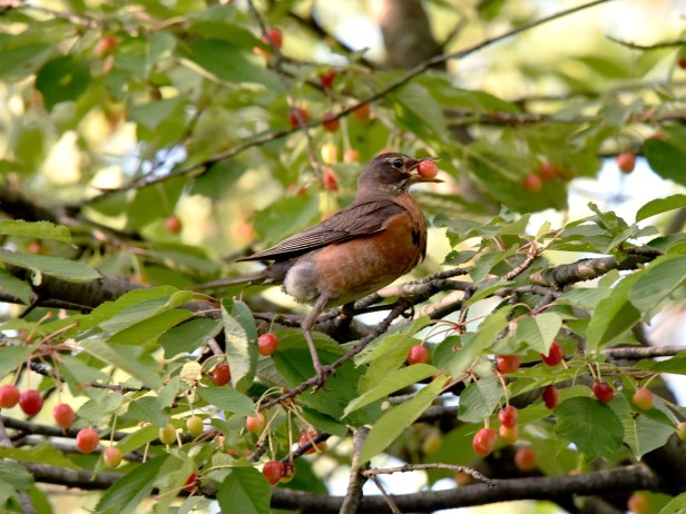 American Robin in the act of cherry picking