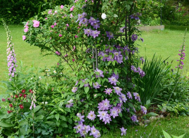 Clematis 'Crystal Fountain' produces abundant flowers this year