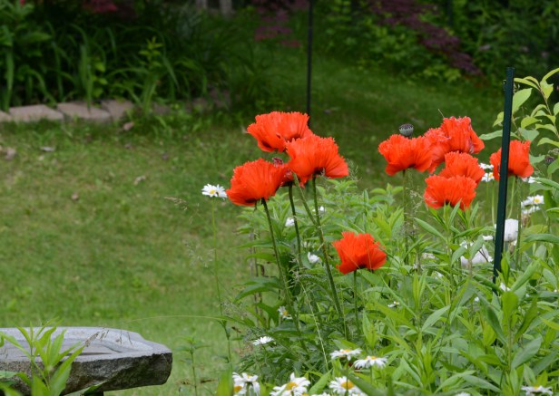 Bright red oriental poppy among white daisy