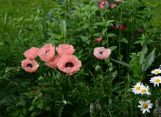 More oriental poppy in salmon color