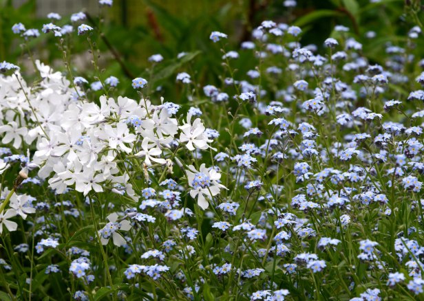White Woodland Phlox migles with Forget-Me-Not
