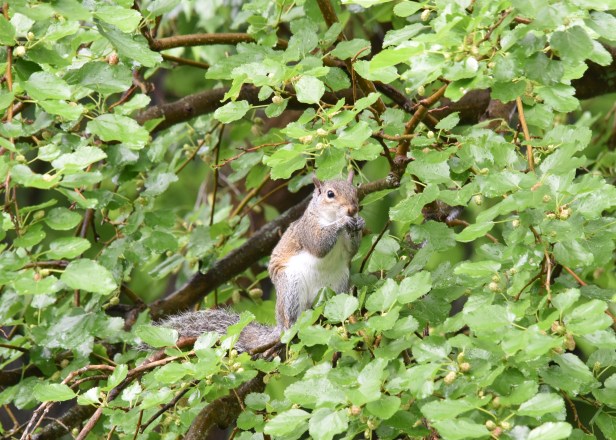 Can't forget the Gray squirrel