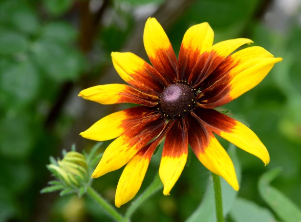 Another Black-eyed susan with brown radiant