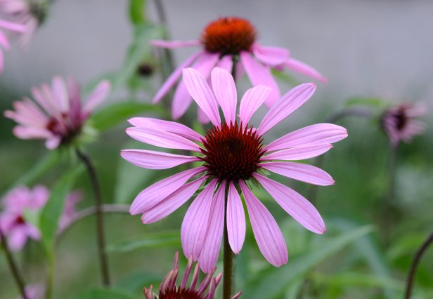 Plenty of Echinacea this year