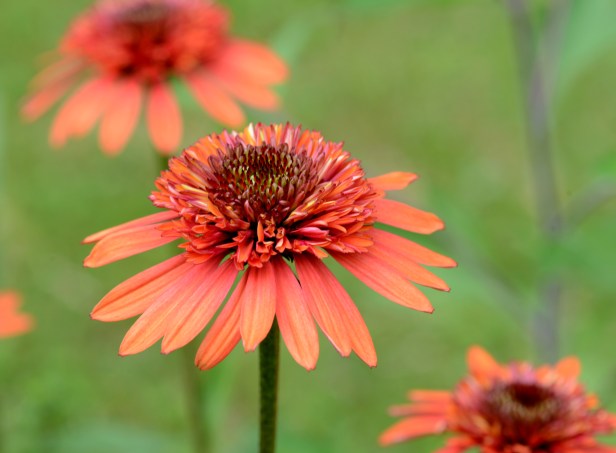Echinacea-Coral Reef