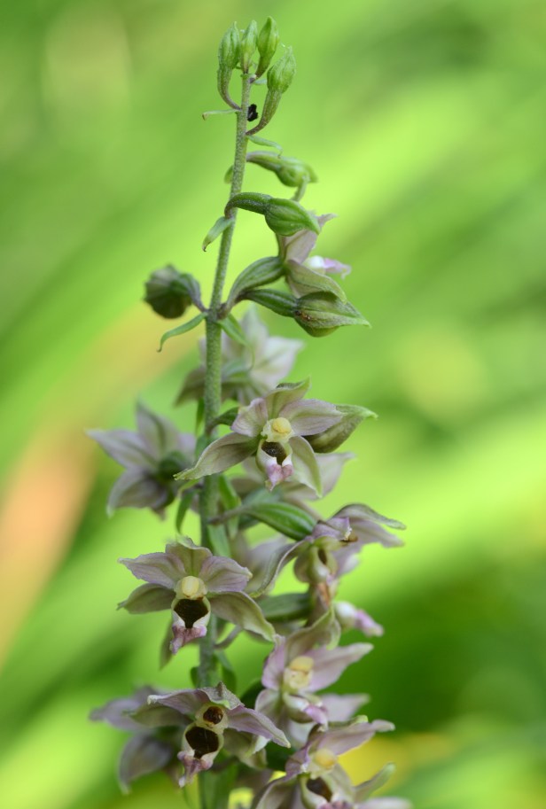 Tiny orchids on a foot long stem