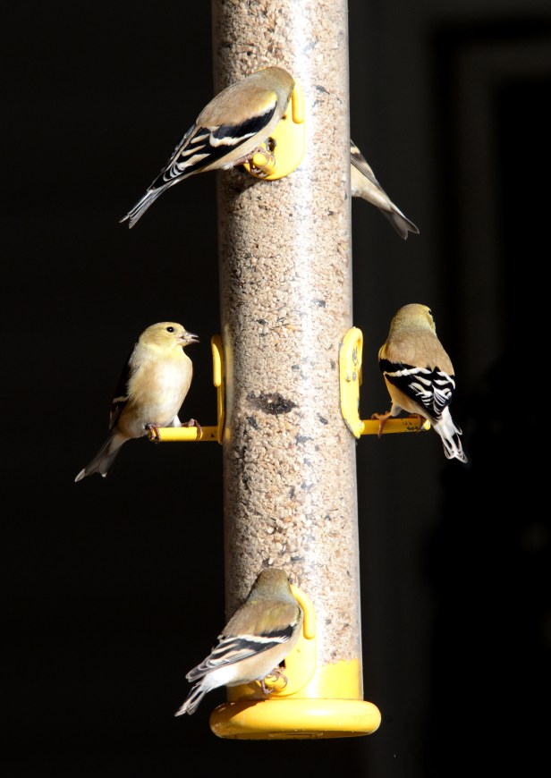 American goldfinch in winter coat