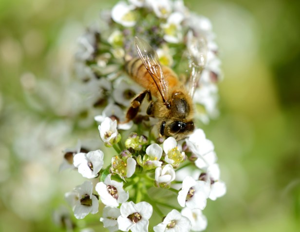 Alyssum, despite being tiny and low to the ground, they weather a light frost quite well. They smell like honey too.
