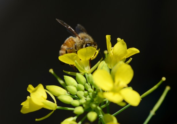 I let some broccoli raab flower and it turned out to be a good thing. 