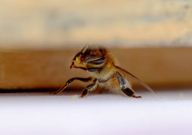 This girl was trying to make a perfectly round hole and I didn't want her work even harder by opening the top