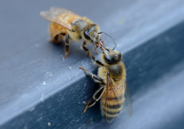 Another pair doing the same routine, then the clean bee flies off leaving the other bee to clean herself