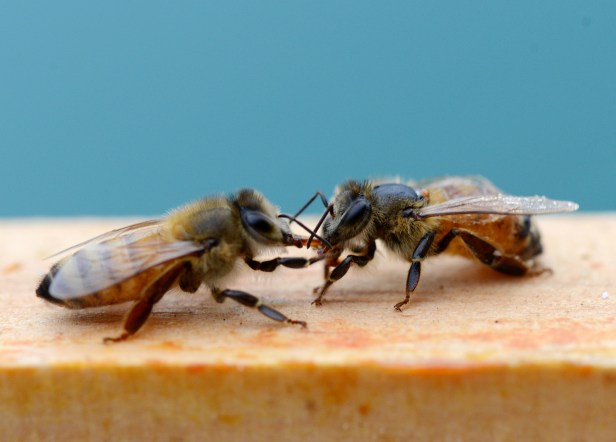 A clean bee takes sugar syrup from a bee with legs and wings smeared with syrup