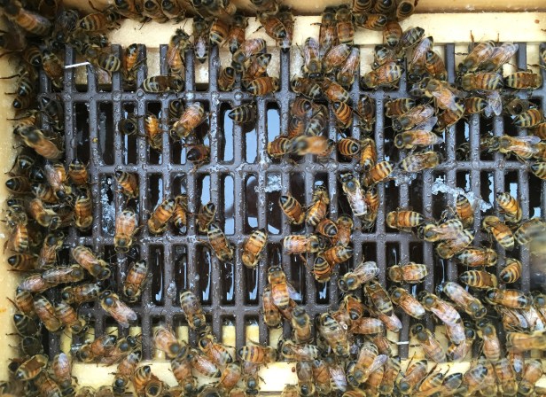 Bombarding a sugar syrup tray