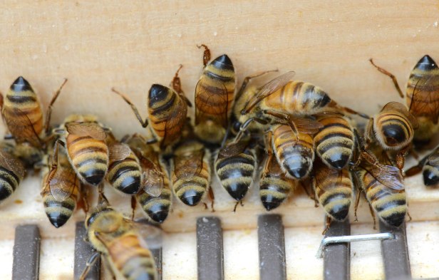 Some line up neatly along the side