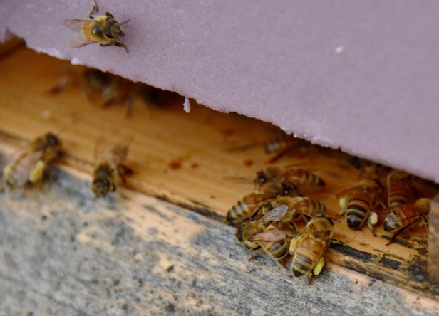 The second hive were busy as well