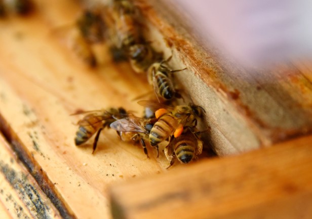 Bees bringing pollen into the first hive