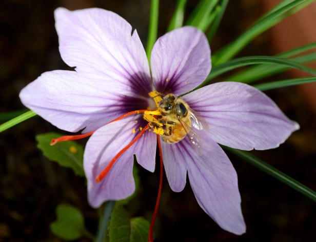 Honeybee collecting pollen from saffron flower