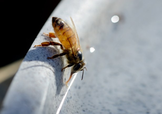 They also go for the water at the heated birdbath