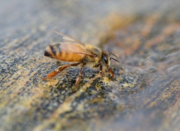 Honeybee drinking water perched on a stone in a birdbath. I leave a stone in each bird bath to serve as a landing