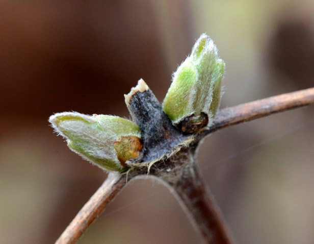 Clematis 'Crystal Fountain' is budding