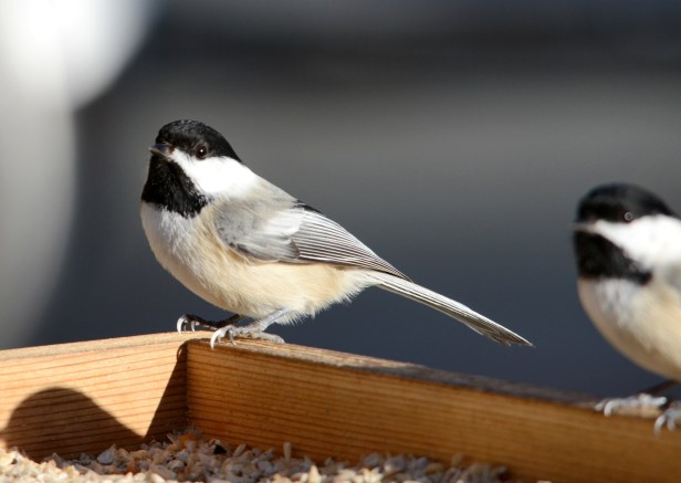 A pair of Chickadees at the feeder