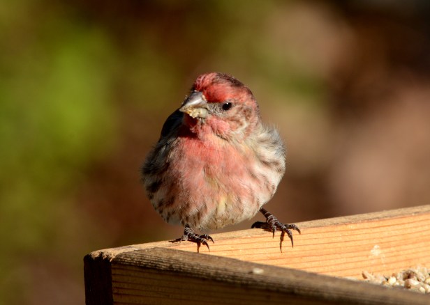 Male House Finch
