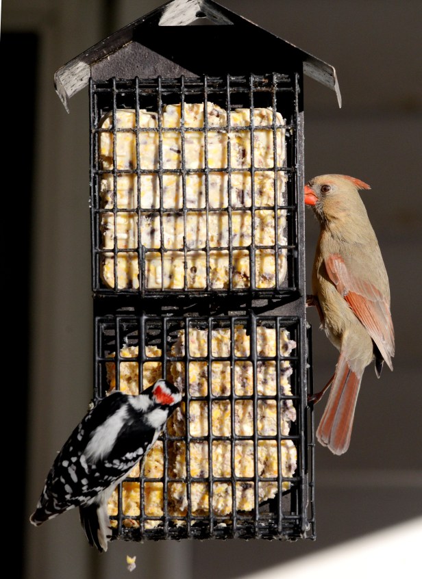 Female Northern Cardinal shares a suet feeder with a male Downey Woodpecker