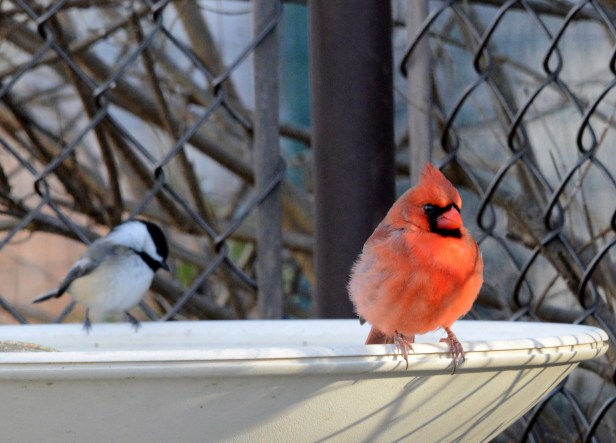 Male Northern Cardinal sharing a heated birdbath with a Chickadee