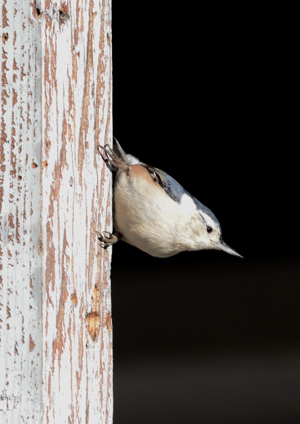 White-breasted Nuthatch waiting his turn