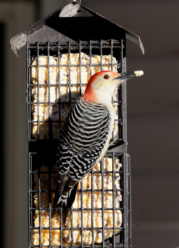 Male Red-bellied Woodpecker ready to take off with a beak full of suet