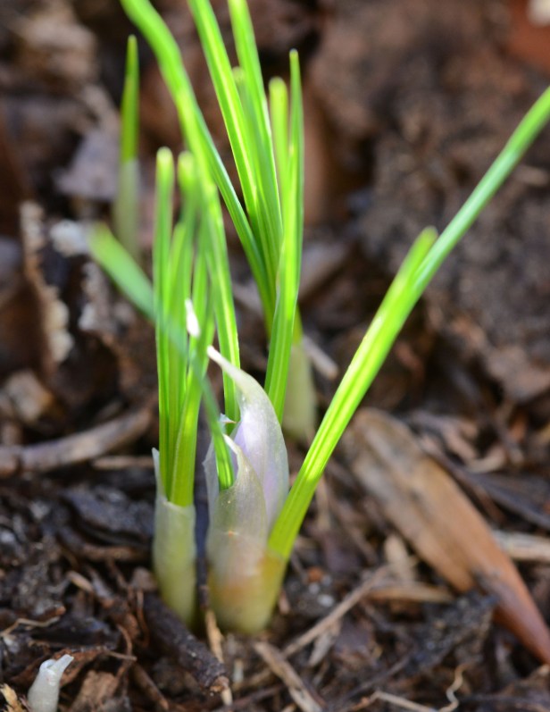 Sprouting up after a few weeks in the ground