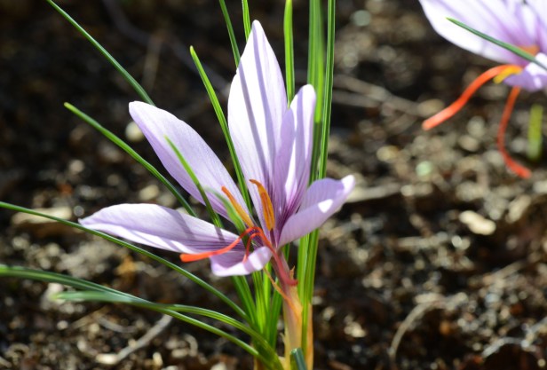 Blooming one after another