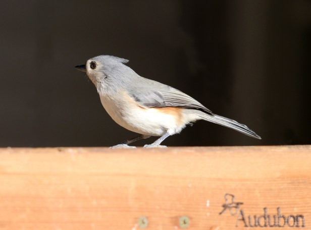 Another friendly Titmouse on a feeder